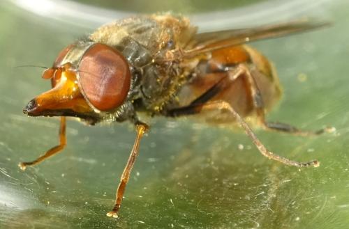 Rhingia campestris